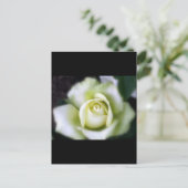 Carte Postale Rose blanche Soft Focus (Debout devant)