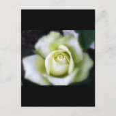Carte Postale Rose blanche Soft Focus (Devant)
