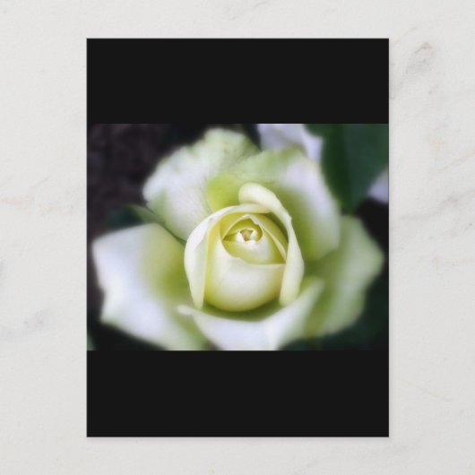 Carte Postale Rose blanche Soft Focus (Devant)