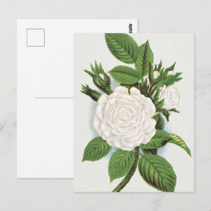 Carte Postale Rose blanche vintage mousse Art botanique Cottagec