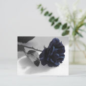 Carte Postale Rose bleu (Debout devant)