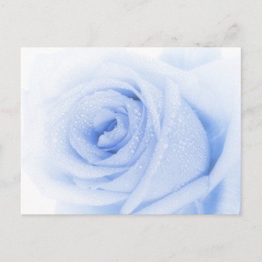 Carte postale rose bleu (Devant)