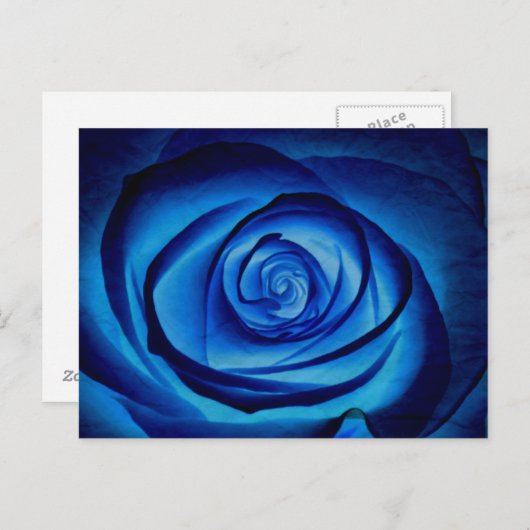 Carte postale Rose bleu (Devant / Derrière)