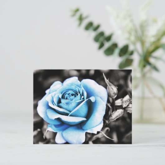 Carte Postale Rose bleu (Debout devant)