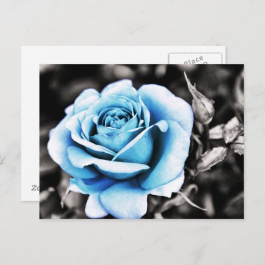 Carte Postale Rose bleu (Devant / Derrière)