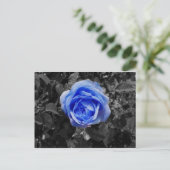 Carte Postale Rose bleu (Debout devant)