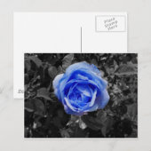 Carte Postale Rose bleu (Devant / Derrière)