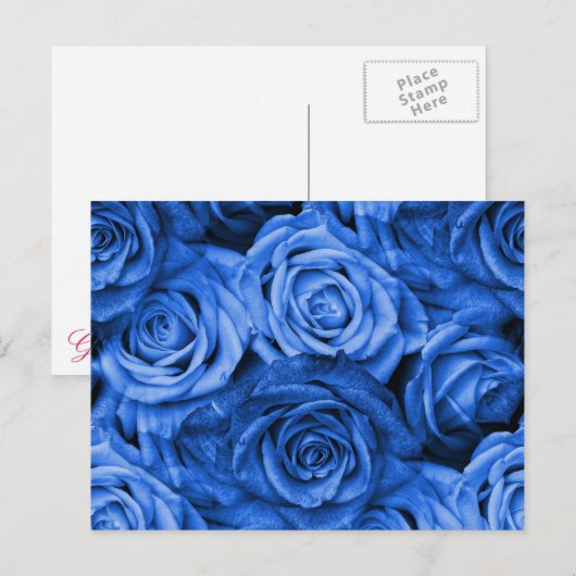 Carte Postale Rose bleu (Devant / Derrière)