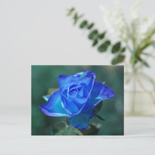 Carte postale Rose bleu vierge (Debout devant)