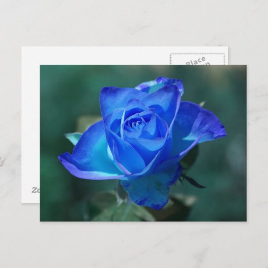 Carte postale Rose bleu vierge (Devant / Derrière)