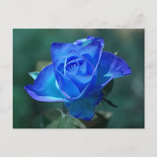 Carte postale Rose bleu vierge (Devant)