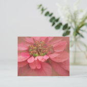 Carte Postale Rose Blush Poinsettias Art numérique (Debout devant)