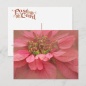 Carte Postale Rose Blush Poinsettias Art numérique (Devant / Derrière)