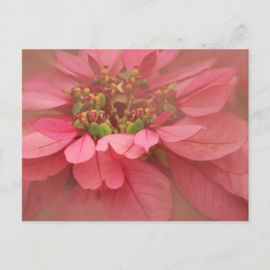 Carte Postale Rose Blush Poinsettias Art numérique (Devant)