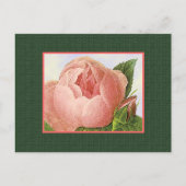 Carte postale Rose Botanique Rose Blanc Art (Devant)