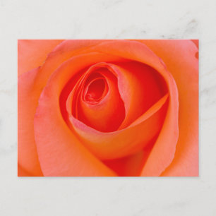 Carte Postale Rose Bouddha Orange Merveilleux
