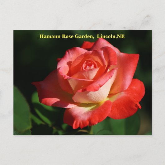 Carte postale Rose Brigadoon HRG 400 2014 (Devant)