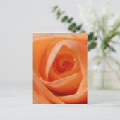 Carte Postale Rose Bud (Debout devant)