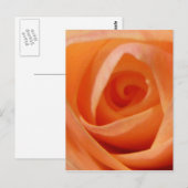 Carte Postale Rose Bud (Devant / Derrière)