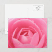 Carte postale Rose Camellia (Devant / Derrière)