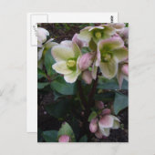 Carte postale Rose carême rose (Devant / Derrière)