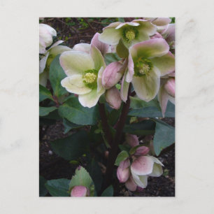 Carte postale Rose carême rose