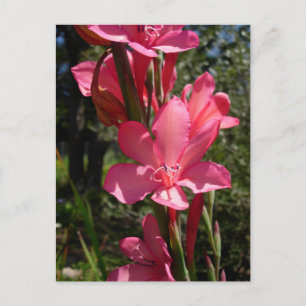 Carte postale rose chaud