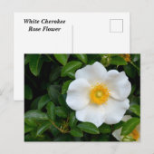 Carte Postale Rose Cherokee blanc (Devant / Derrière)