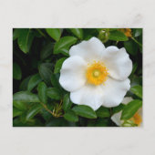Carte Postale Rose Cherokee blanc (Devant)