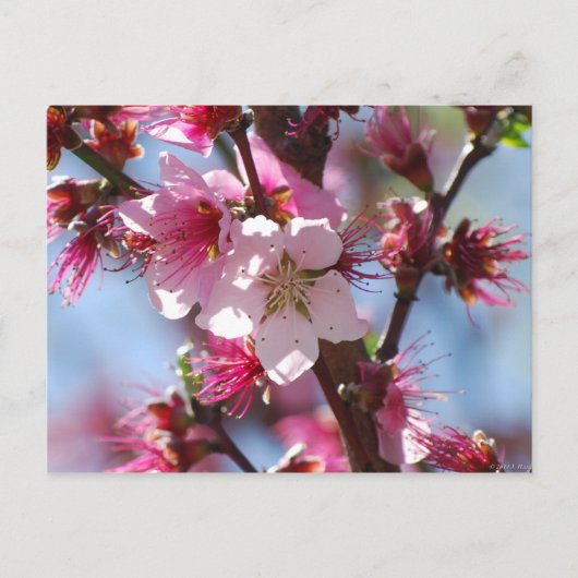 Carte postale Rose Cherry Blossom (Devant)