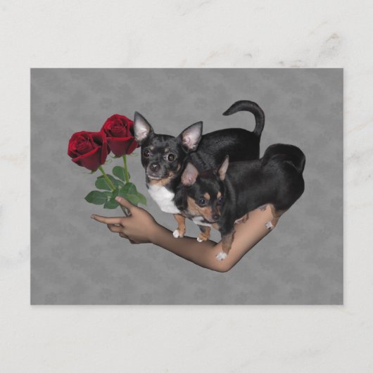 Carte postale Rose Chihuahua (Devant)