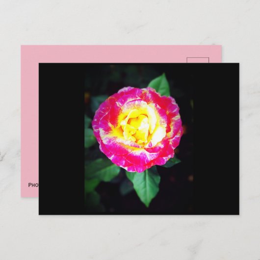 Carte postale Rose classique (Devant / Derrière)