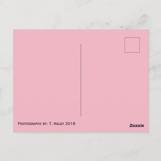 Carte postale Rose classique (Dos)