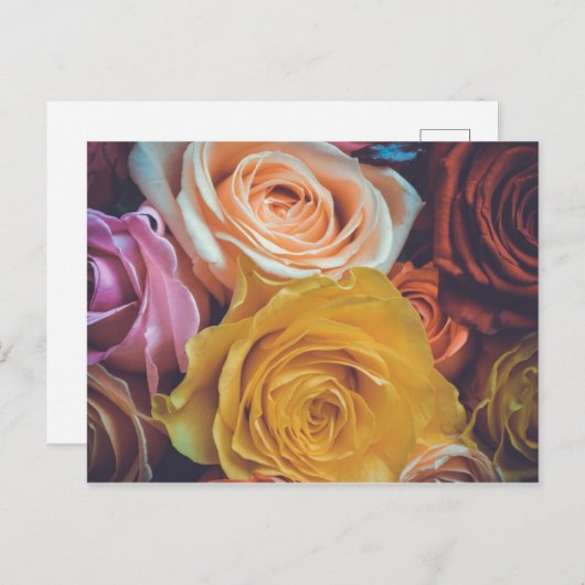 Carte Postale Rose coloré (Devant / Derrière)