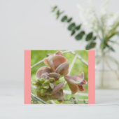 Carte postale rose Comme Un Pois (Debout devant)