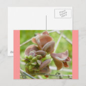 Carte postale rose Comme Un Pois (Devant / Derrière)
