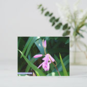 Carte Postale Rose contre vert (Debout devant)