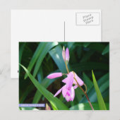 Carte Postale Rose contre vert (Devant / Derrière)