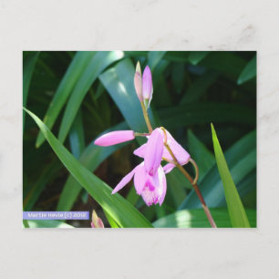 Carte Postale Rose contre vert