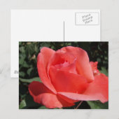 Carte Postale Rose corail (Devant / Derrière)