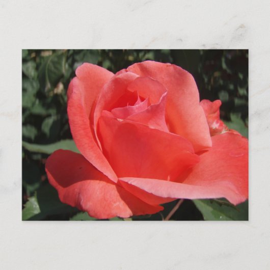 Carte Postale Rose corail (Devant)