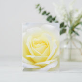 Carte Postale Rose crémeux (Debout devant)