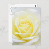 Carte Postale Rose crémeux (Devant / Derrière)