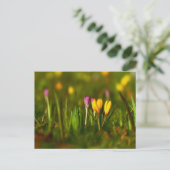 Carte postale rose Crocus printemps (Debout devant)