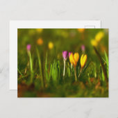 Carte postale rose Crocus printemps (Devant / Derrière)