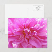 Carte postale Rose Dahlia (Devant / Derrière)