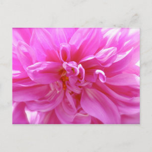 Carte postale Rose Dahlia