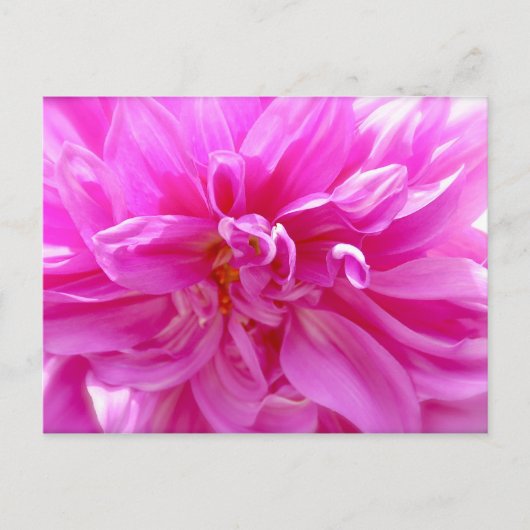 Carte postale Rose Dahlia (Devant)