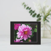 Carte postale Rose Dahlia (Debout devant)
