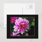 Carte postale Rose Dahlia (Devant / Derrière)